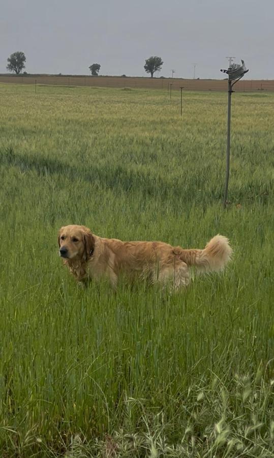 Perro corriendo por el campo de La Huerta de Don Fernando